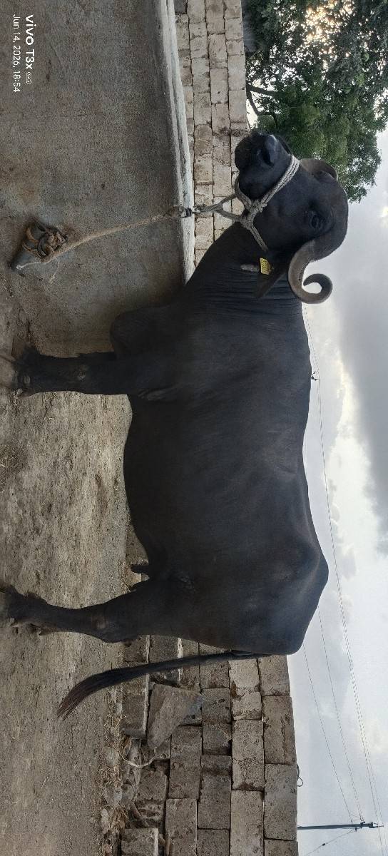 2વેતર ની ભેંસ વેચવાની છે