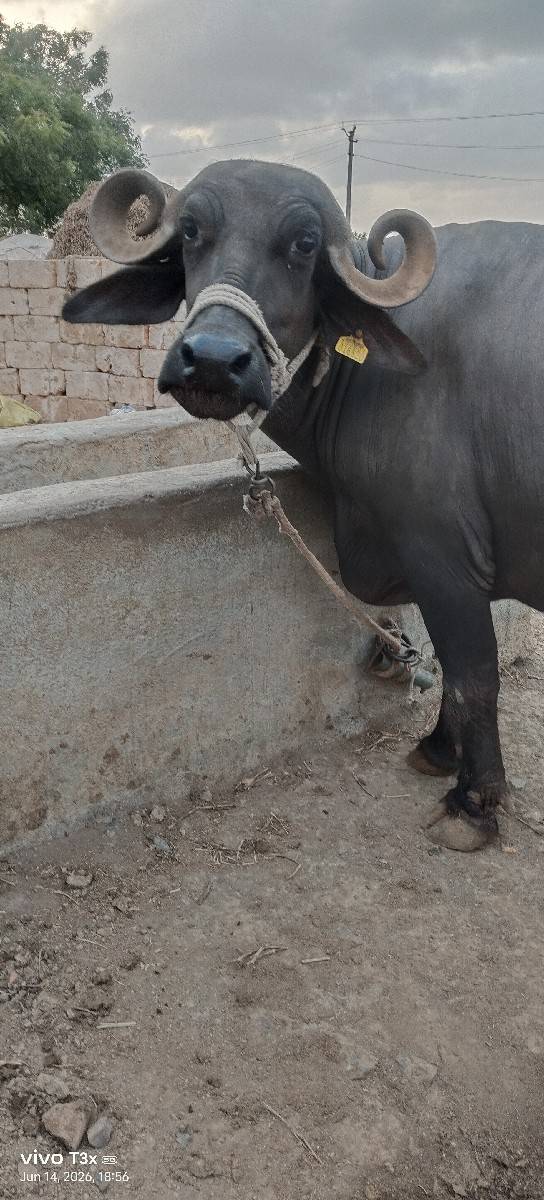 2વેતર ની ભેંસ વેચવાની છે
