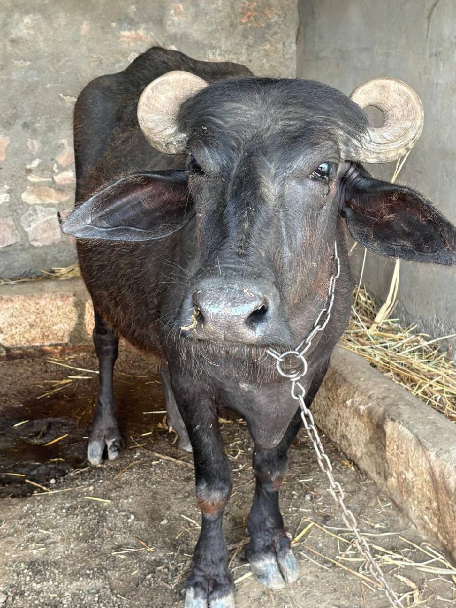 પહેલા વેતર ની ખડેલી વેચવાની છે