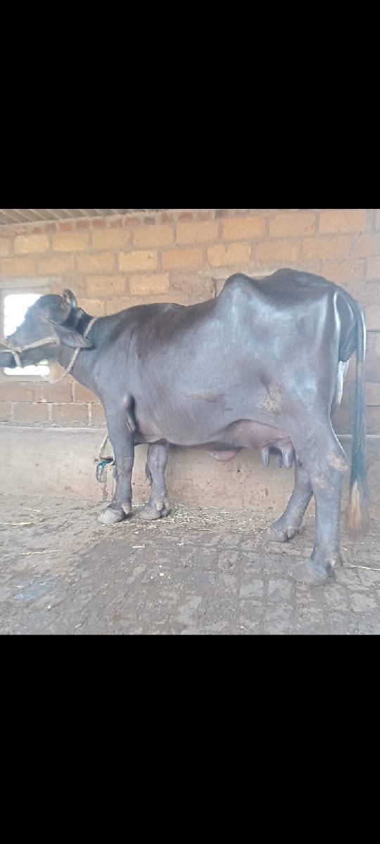 વેચવાની છે