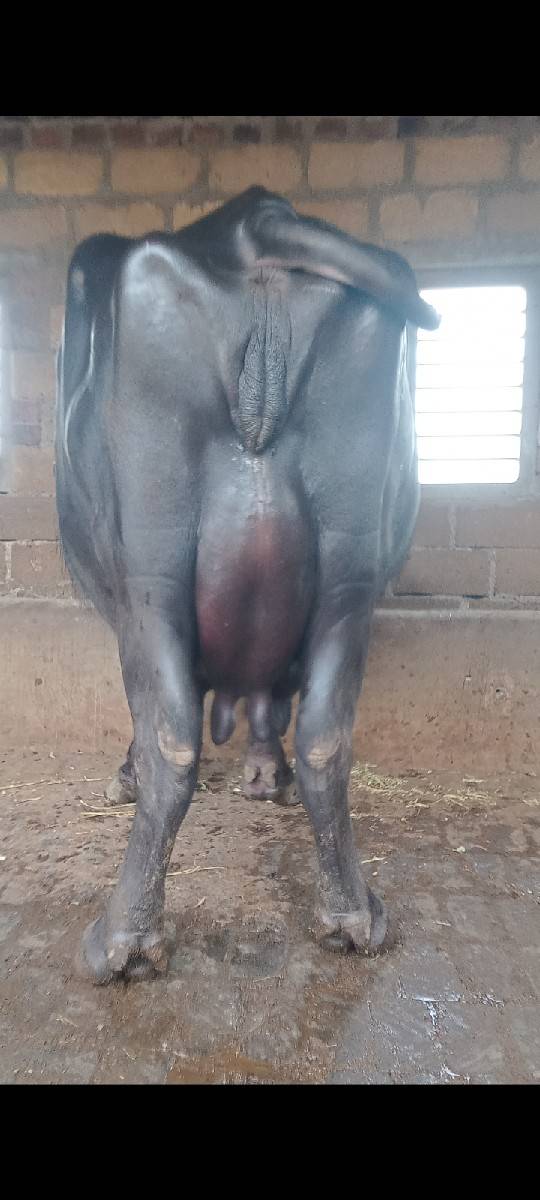વેચવાની છે