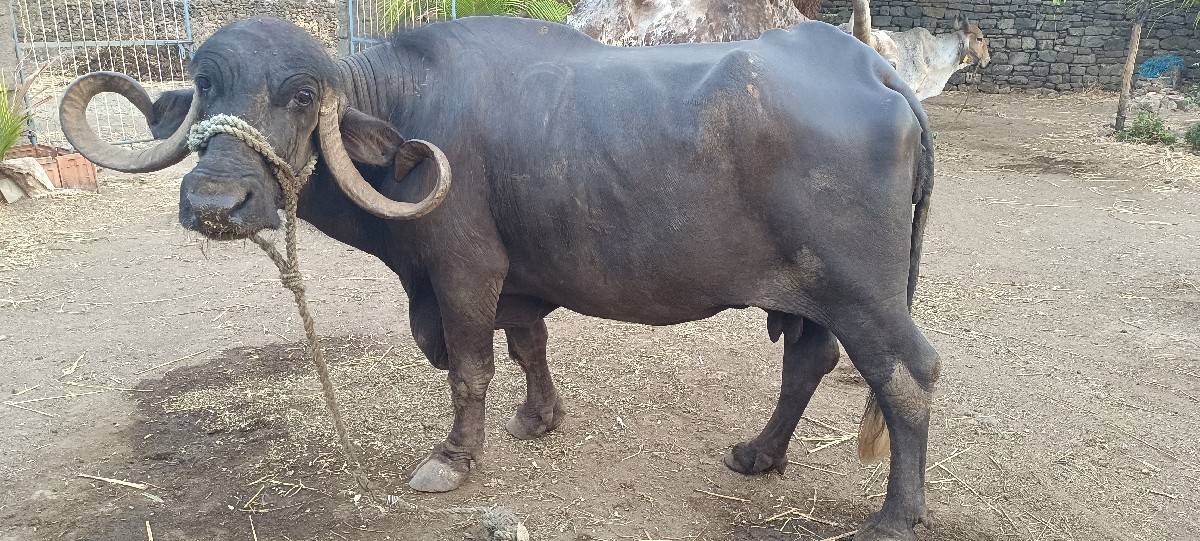 ભેંસ વેચવાની છે