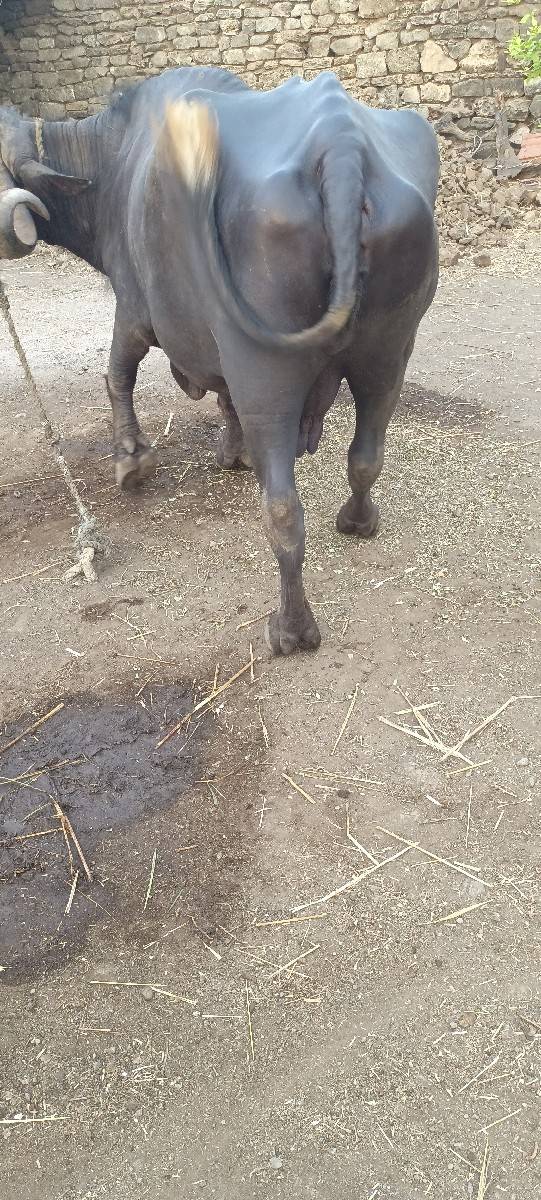 ભેંસ વેચવાની છે
