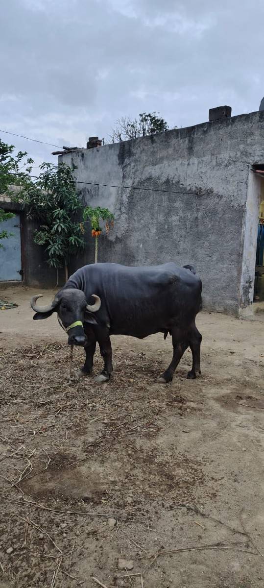 વેચવાની છે