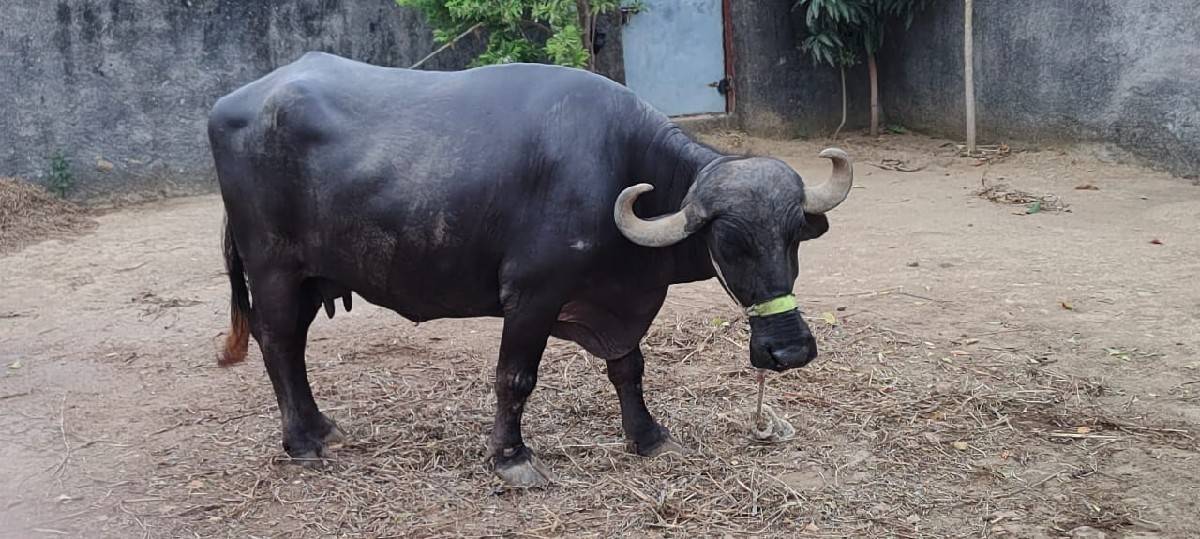 વેચવાની છે