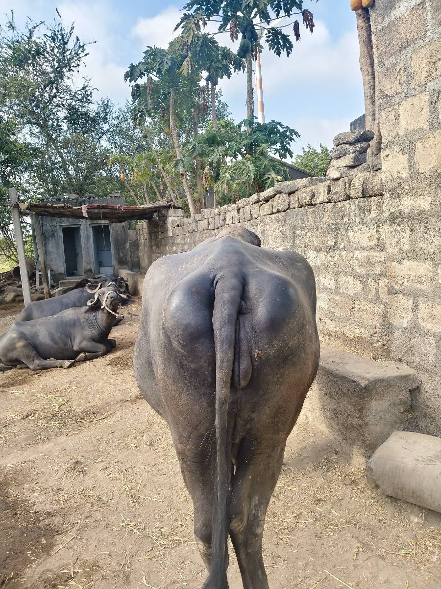 ભેંસ વેચવાની છે