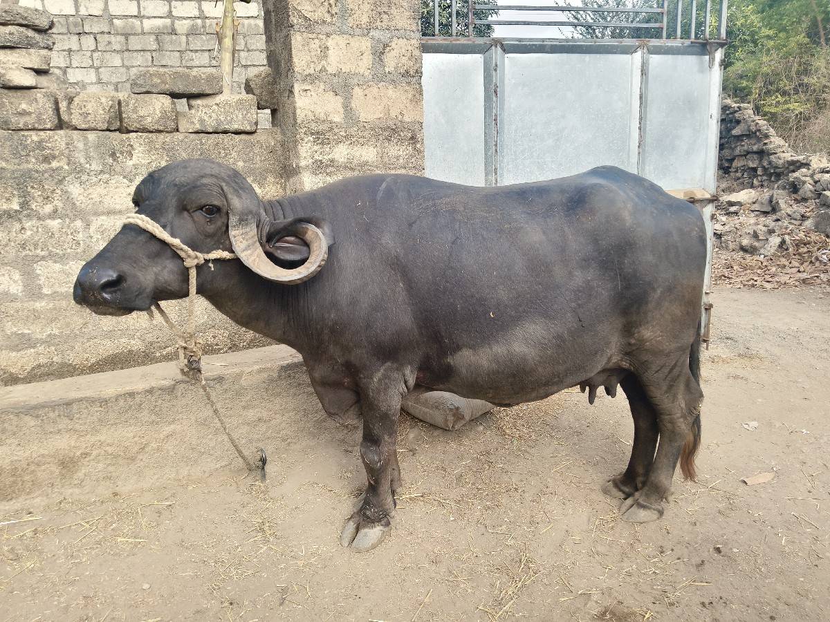 ભેંસ વેચવાની છે