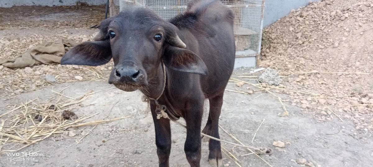 ઓરીજનલ જાફરાબાદી પાડો વેચવાનો છે