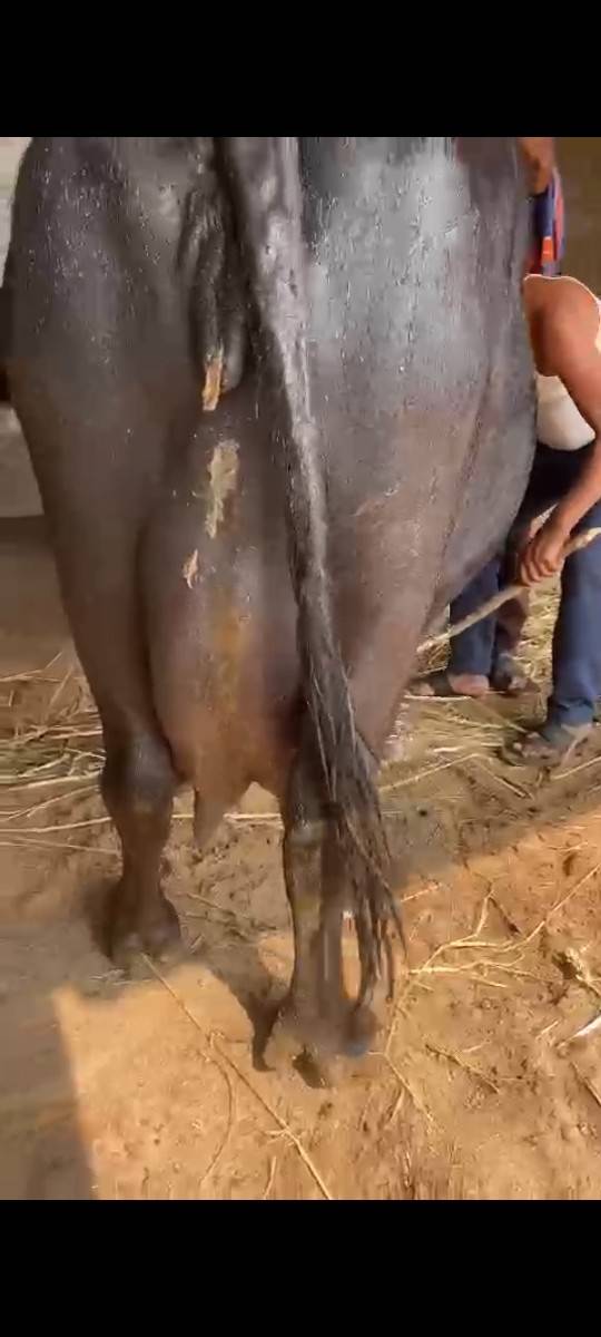 ૧૦ દીવસ ની કાચી