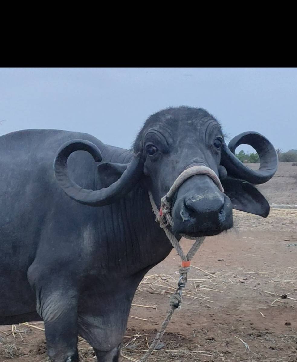 ભેસ વેસવાની છે
