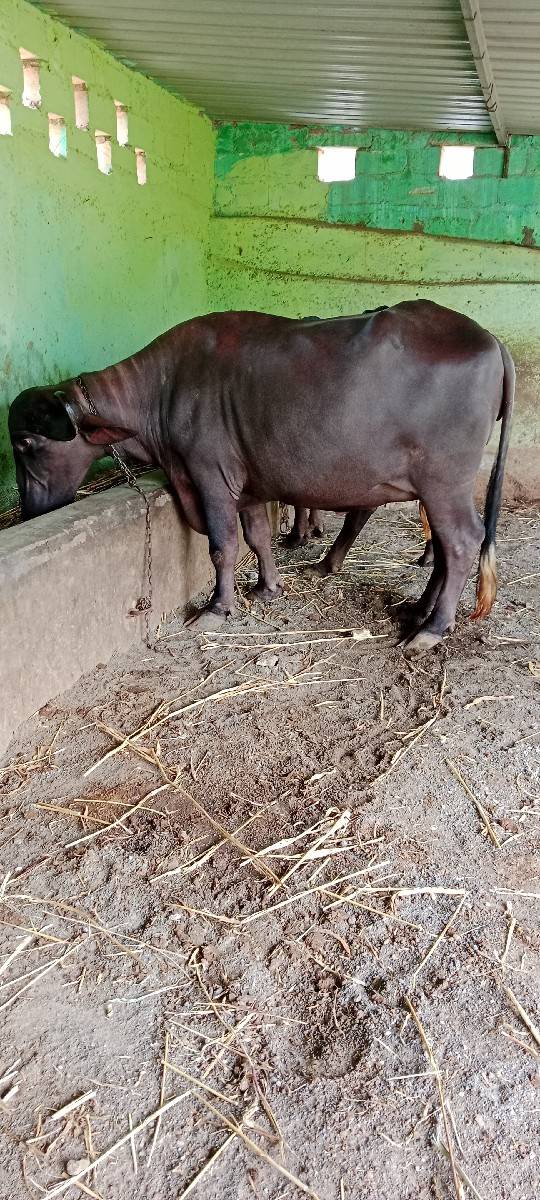 ભેસ વેસવા ની સે