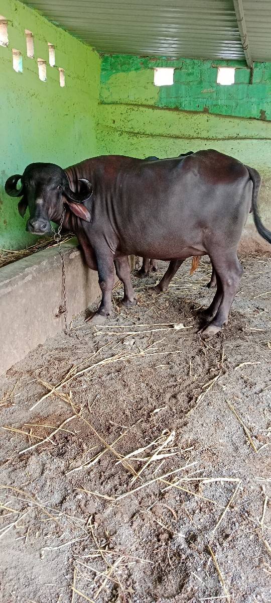 ભેસ વેસવા ની સે