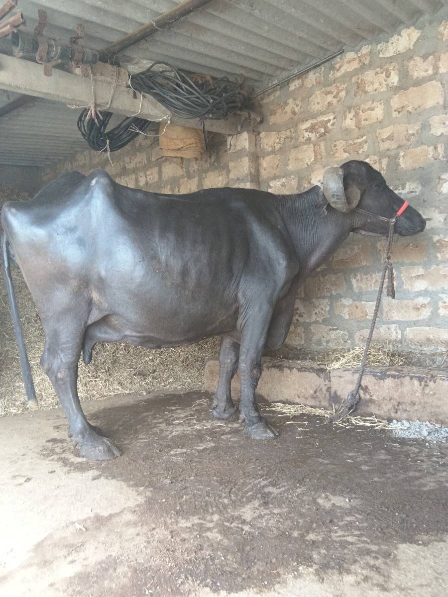 આ ભેંસ વેચવાની છે
