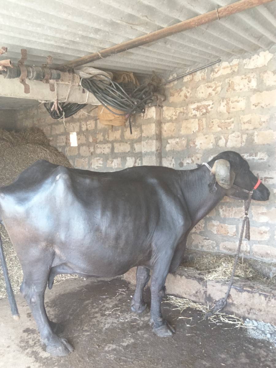 આ ભેંસ વેચવાની છે