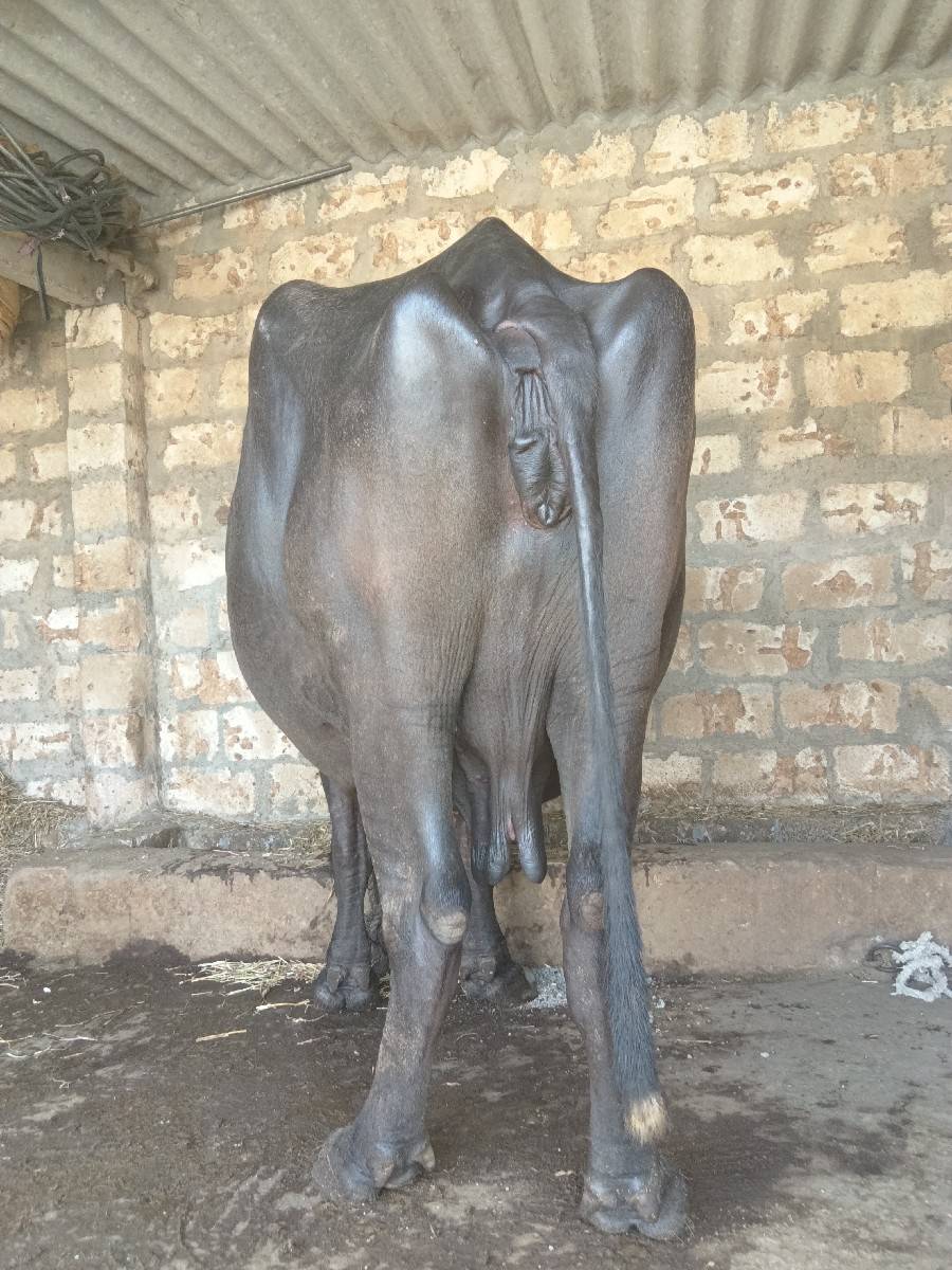 આ ભેંસ વેચવાની છે
