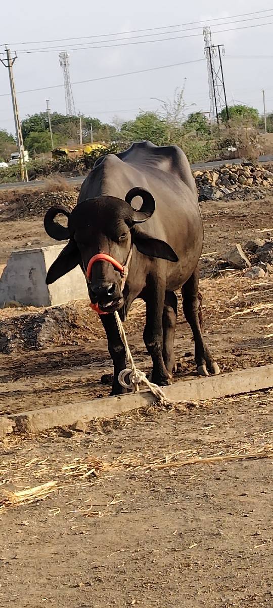 આખલડી વેચવાની પેલું વેતન