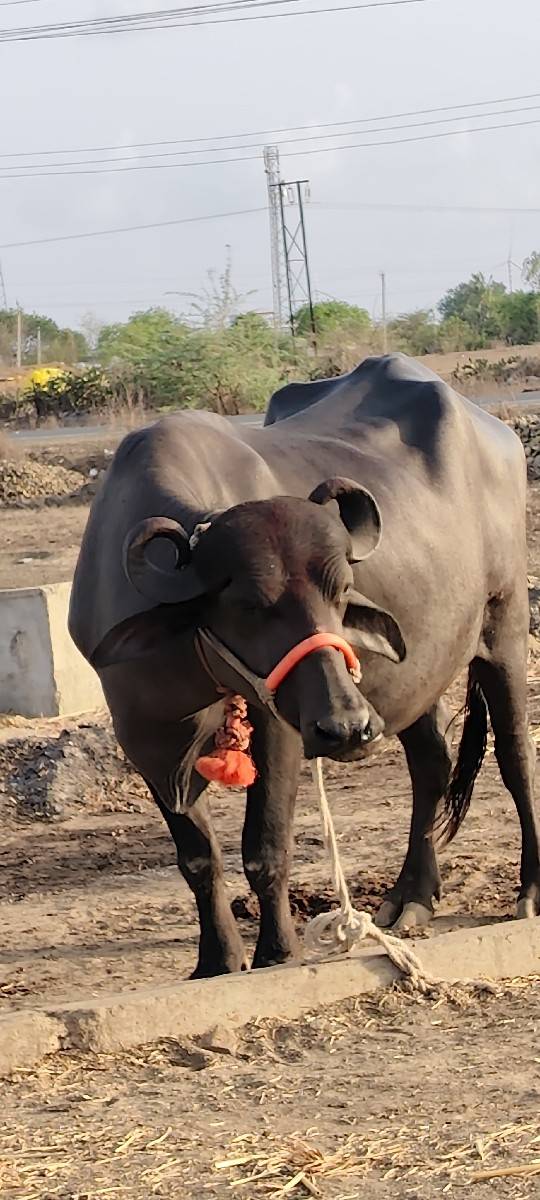 આખલડી વેચવાની પેલું વેતન