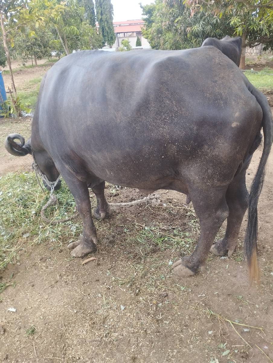 ભેંસ વેચવાનીદીનેશ8401002445