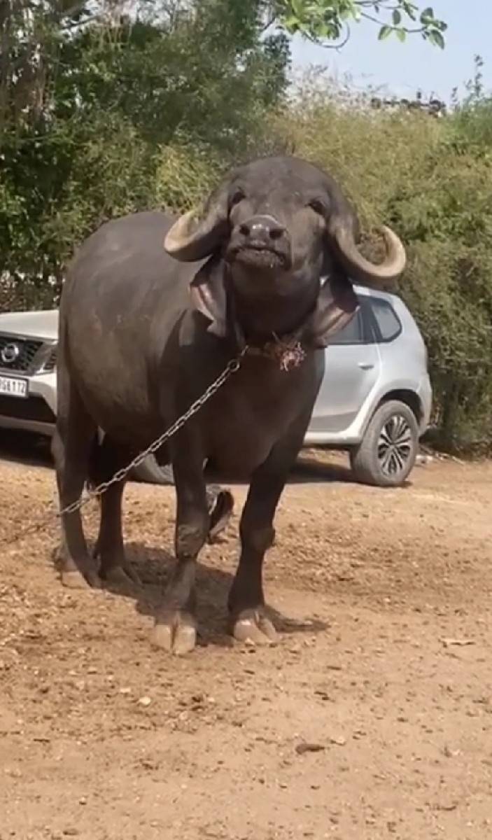 9 mahina ni gabhni