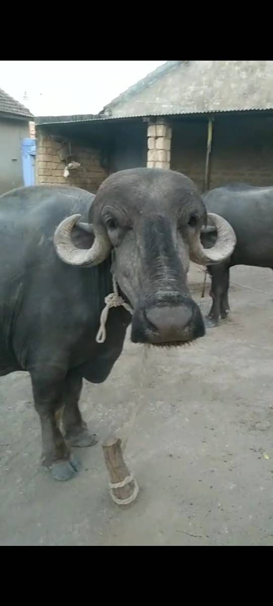 ખડાય વેસવાની છે