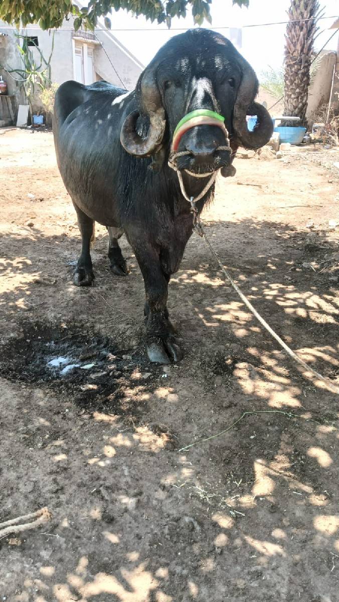 દાવ  પાડો વેચાવ છે