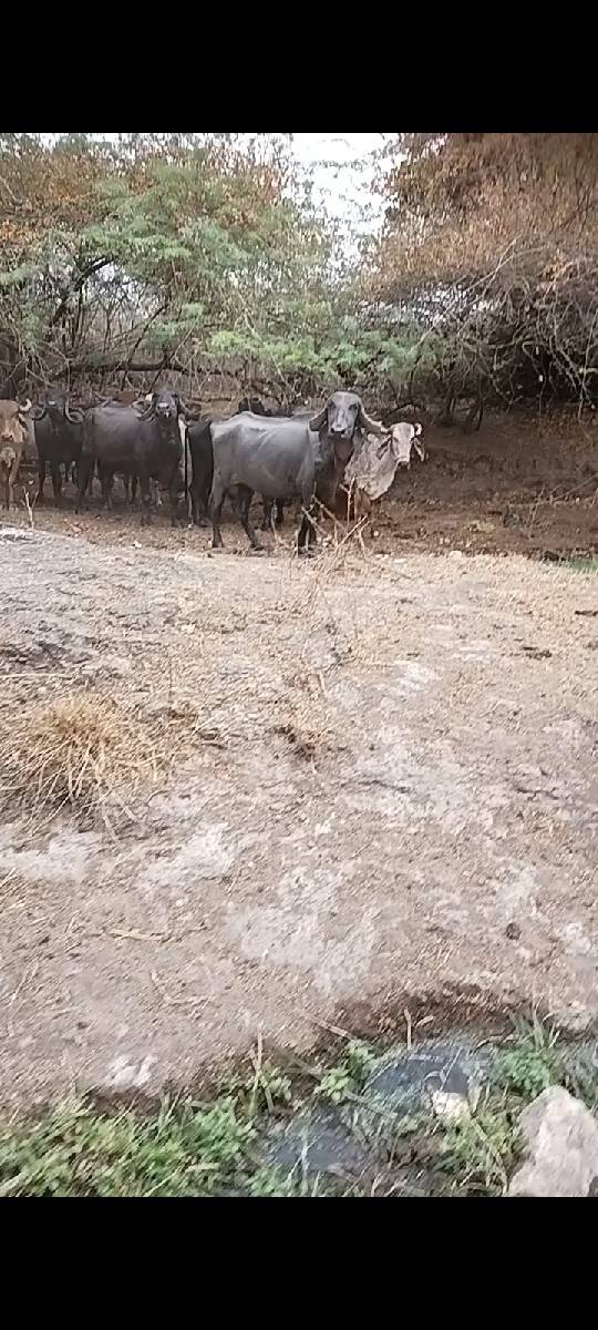 ભેસ