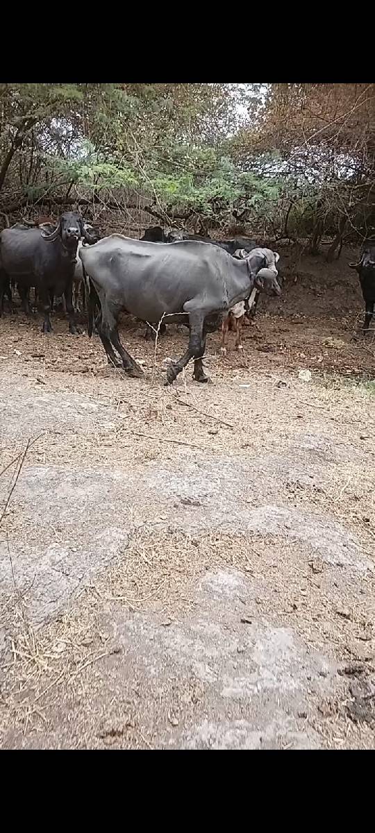 ભેસ