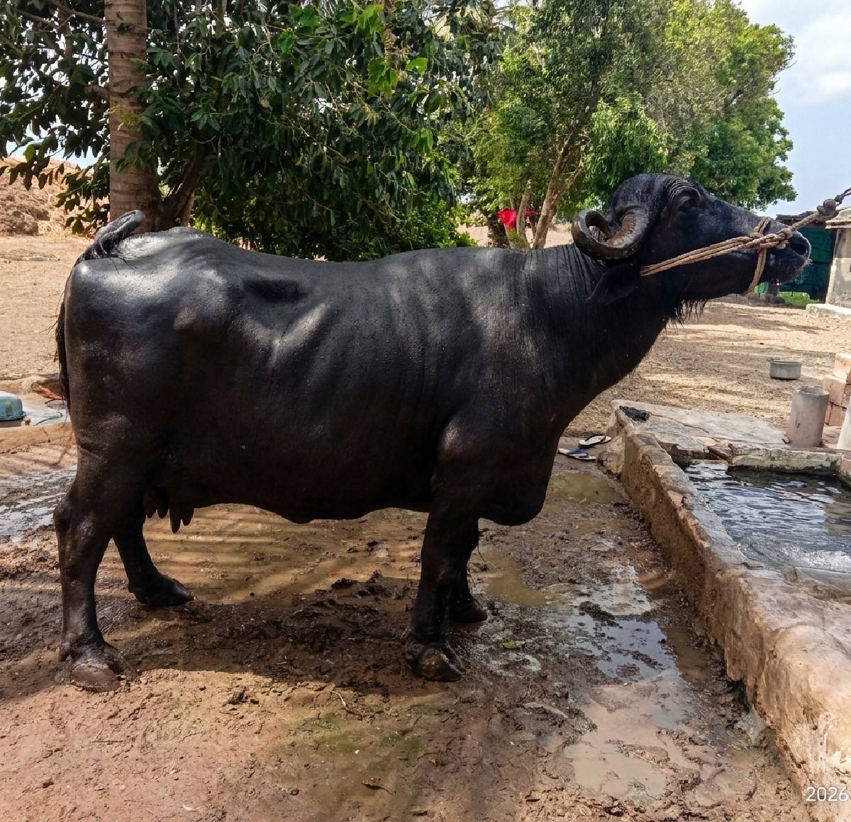 ભેંસ વેચવાની છે