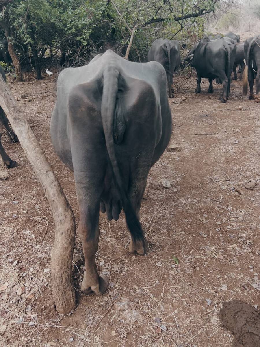 ભેસ વેચવાની છે