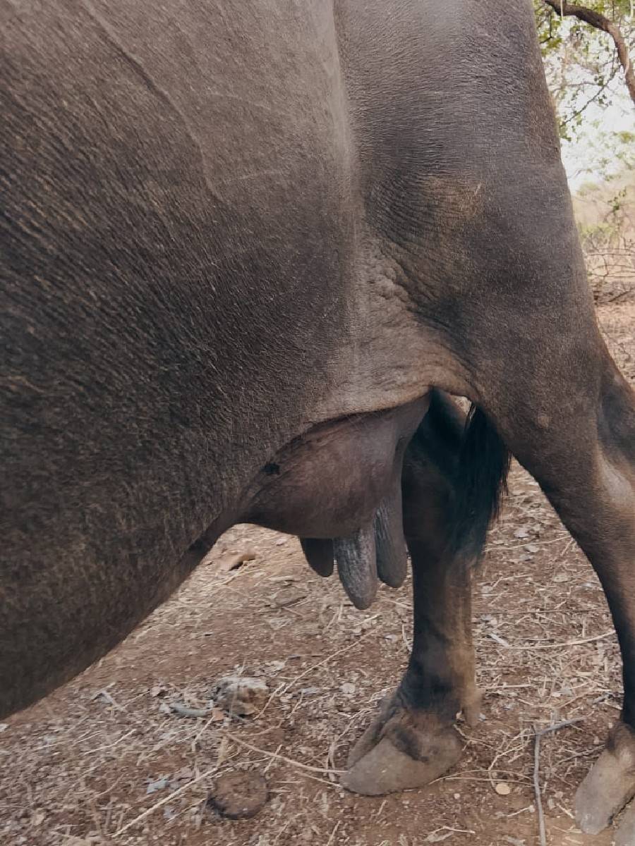 ભેસ વેચવાની છે