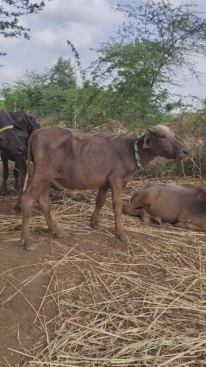 ભુરી પાડી