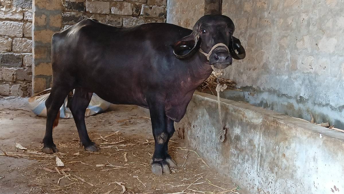 બીજું વેતર