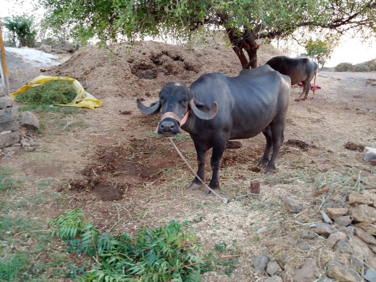 આ ભેંસ વેચવાની છે .