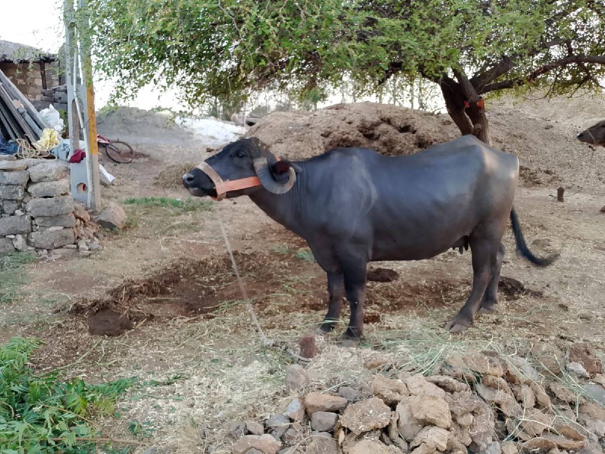 આ ભેંસ વેચવાની છે .
