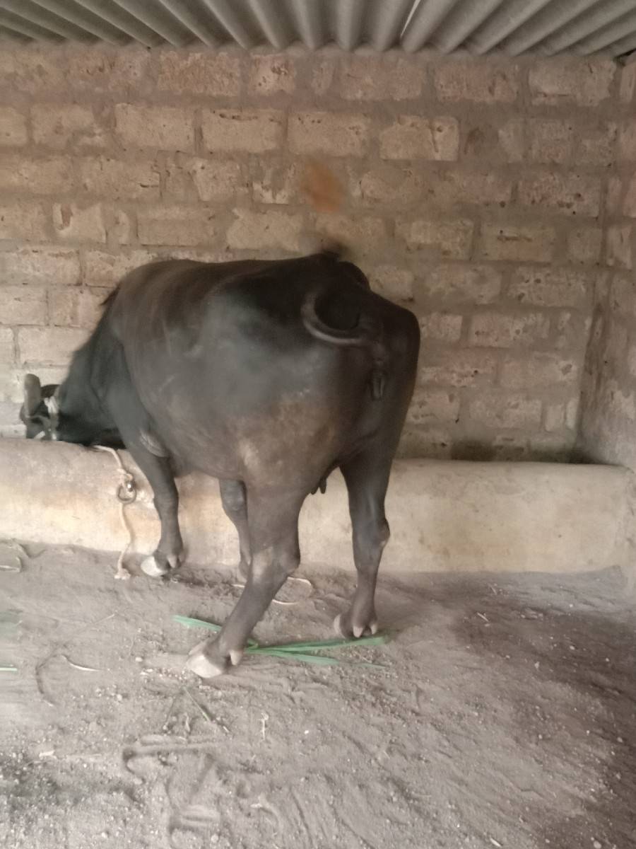 bhes vechavani chhe