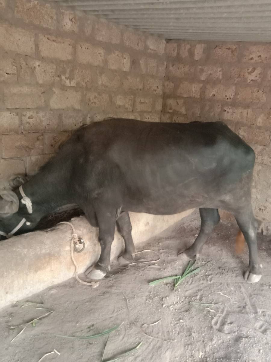 bhes vechavani chhe