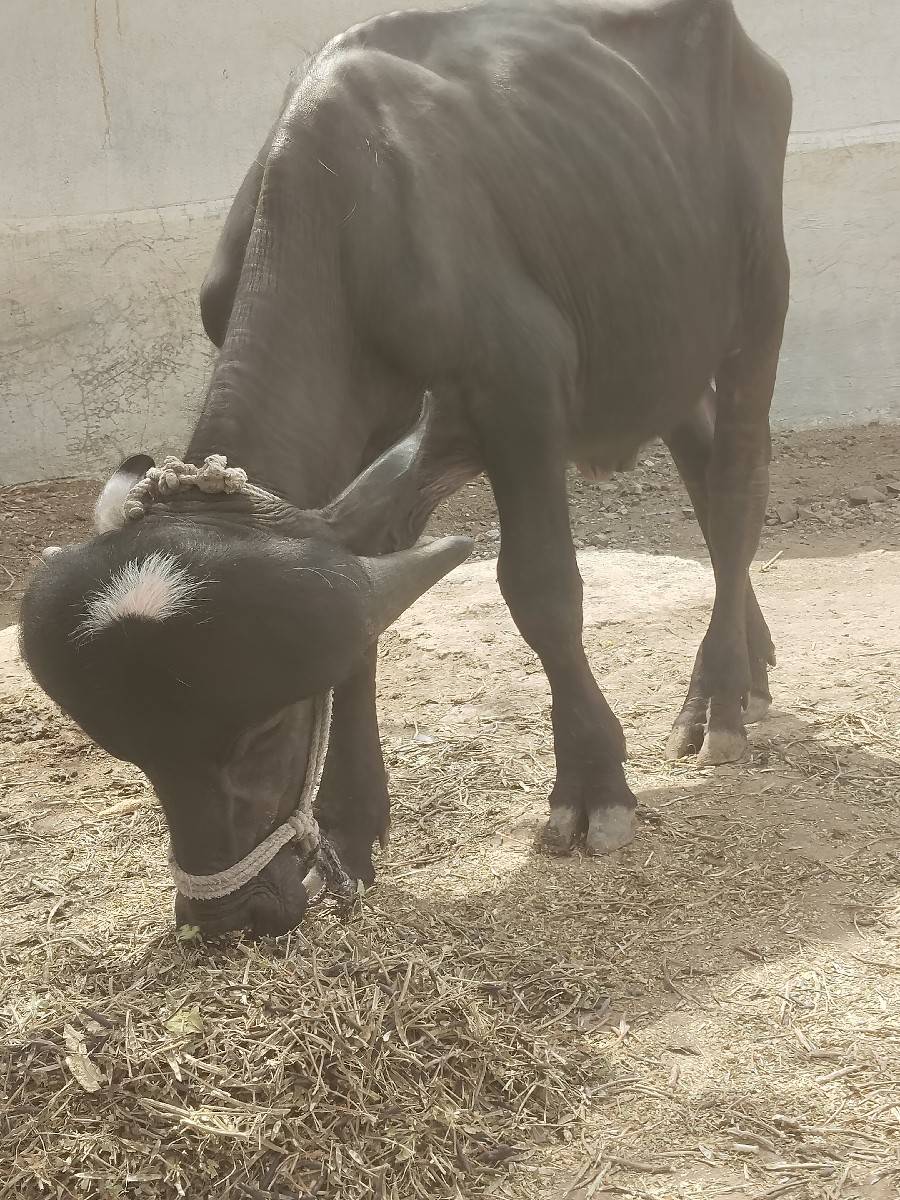 બે પાડા વેચવાના છે