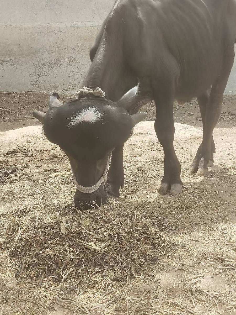 બે પાડા વેચવાના છે