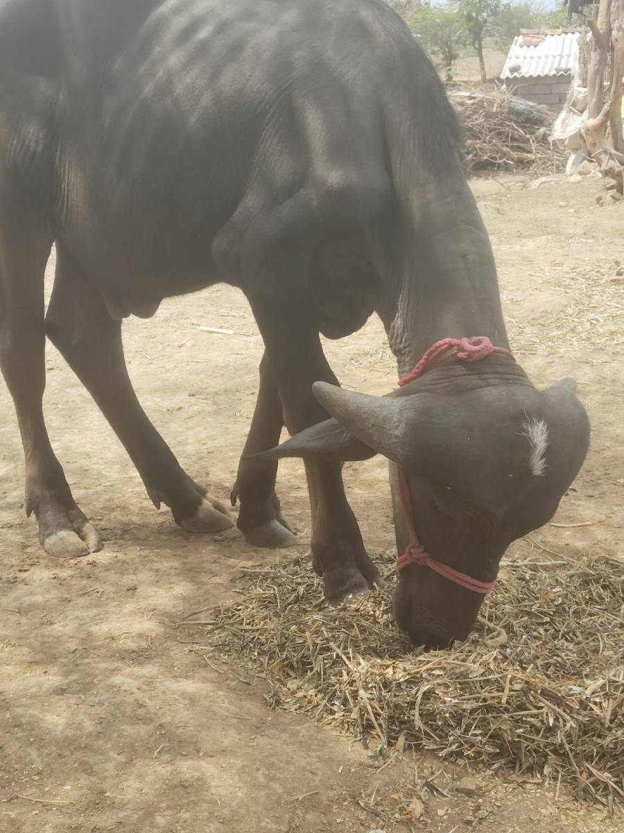 બે પાડા વેચવાના છે