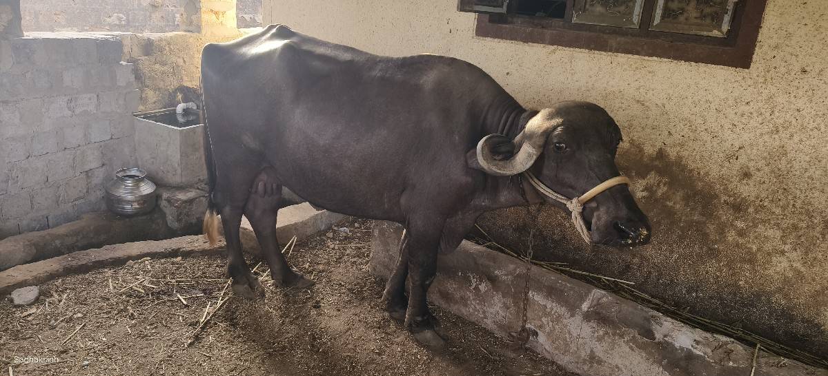 ભેંસ અને પાડી દેવાની છે