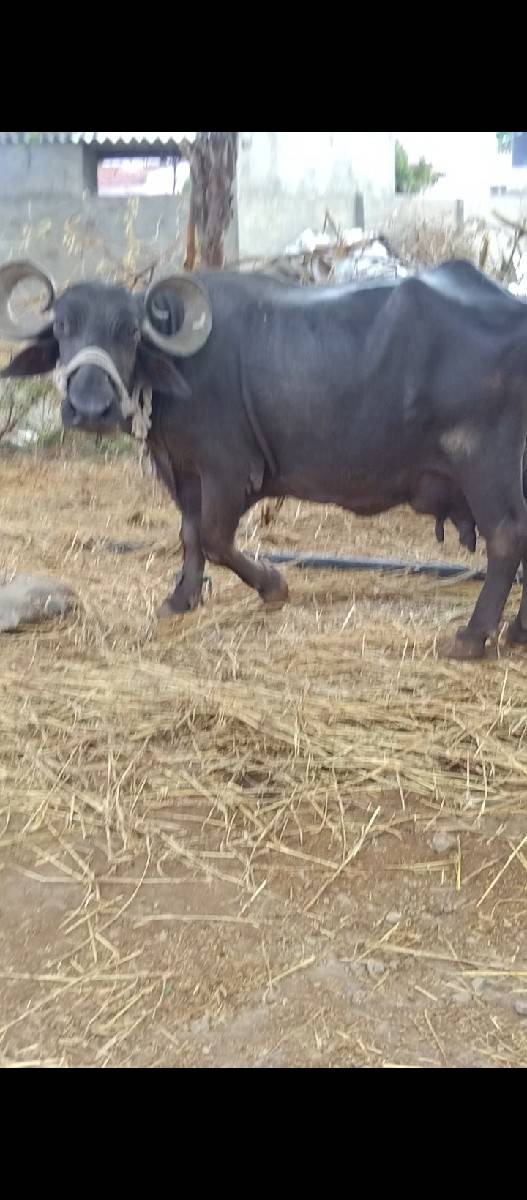 ભેસ વેચવાની છે 6354759293