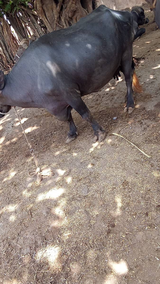 ભૅસ વેચવાની. છૅ પારૅટ