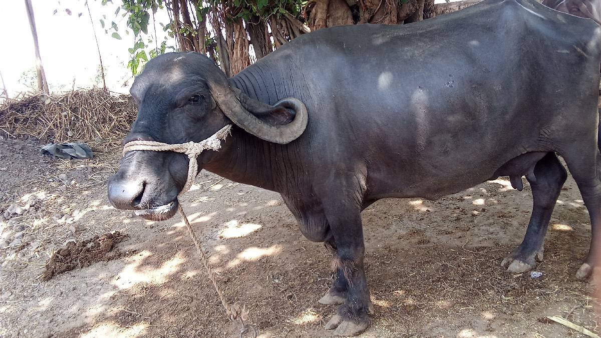 ભૅસ વેચવાની. છૅ પારૅટ