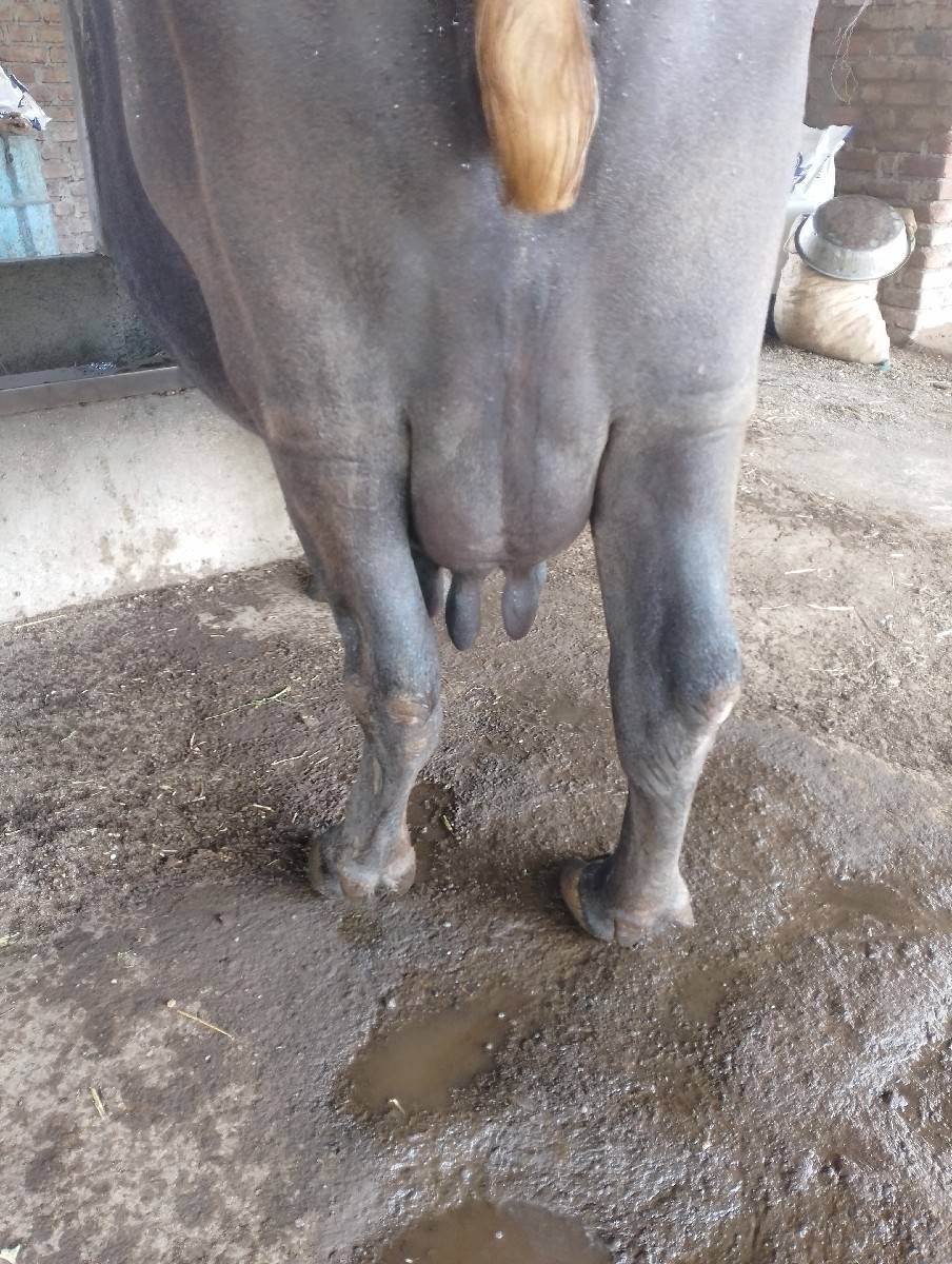 વેચવાની છે