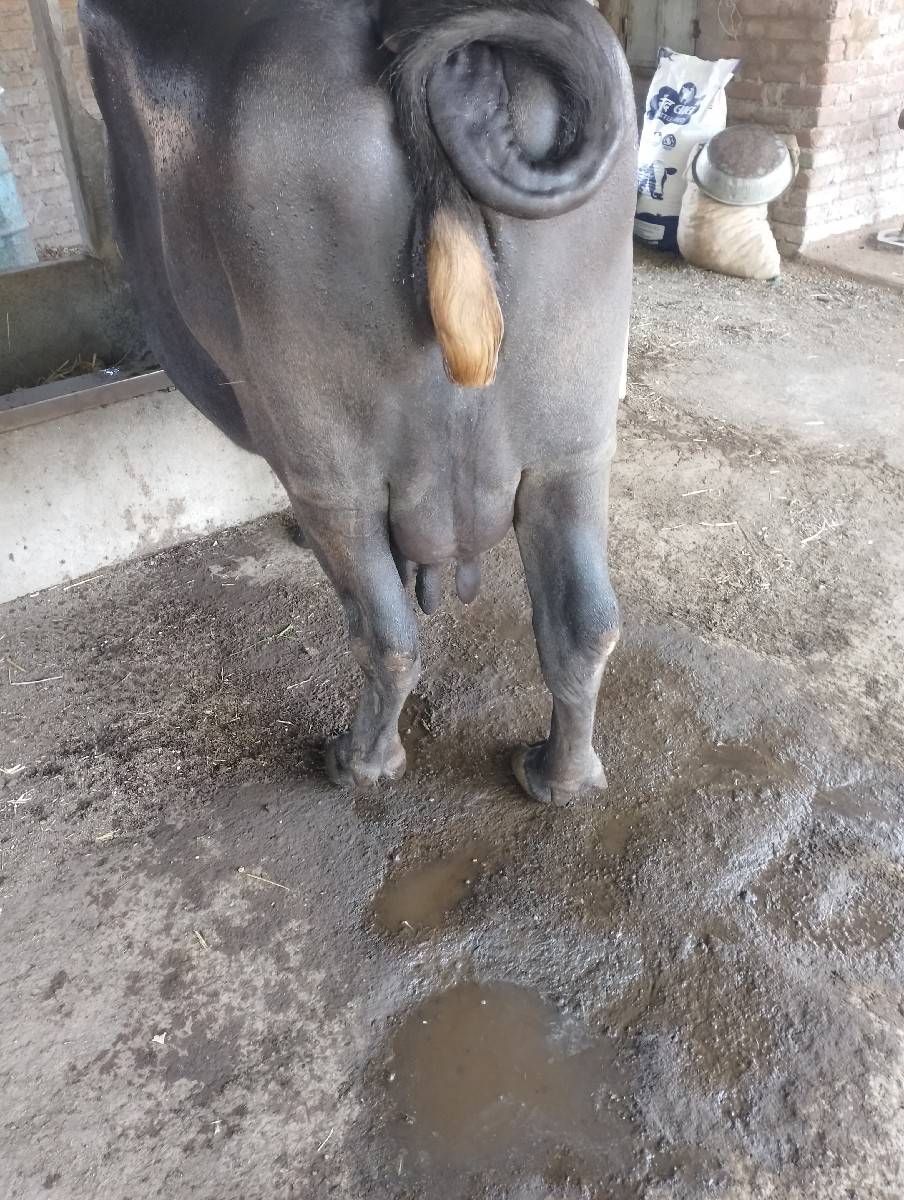 વેચવાની છે
