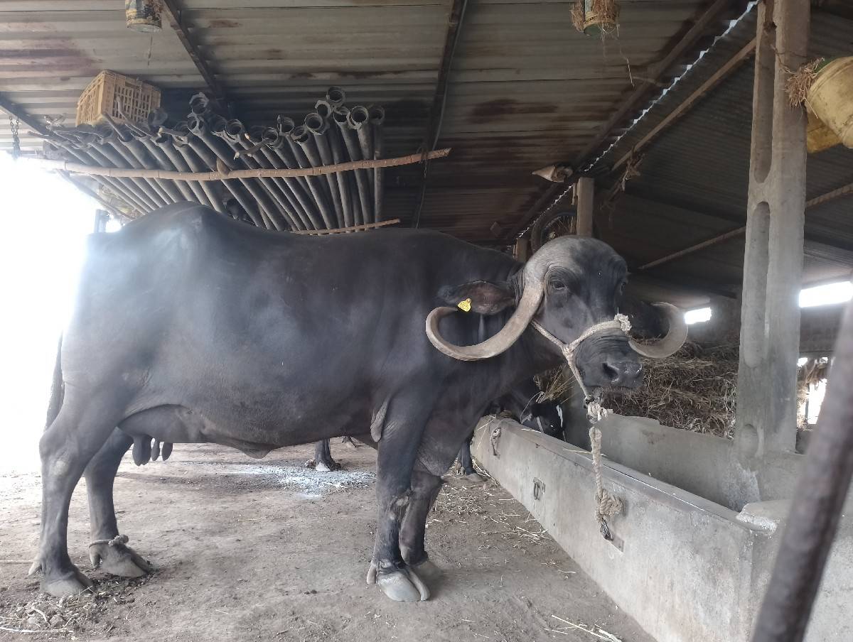 વેચવાની છે