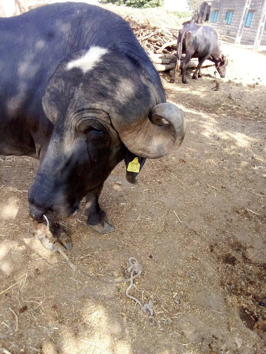 પાડો વેચવાનો છે