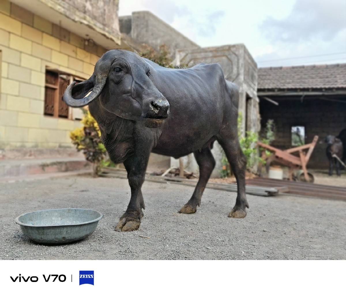 ભેસ વેસવાની  સે