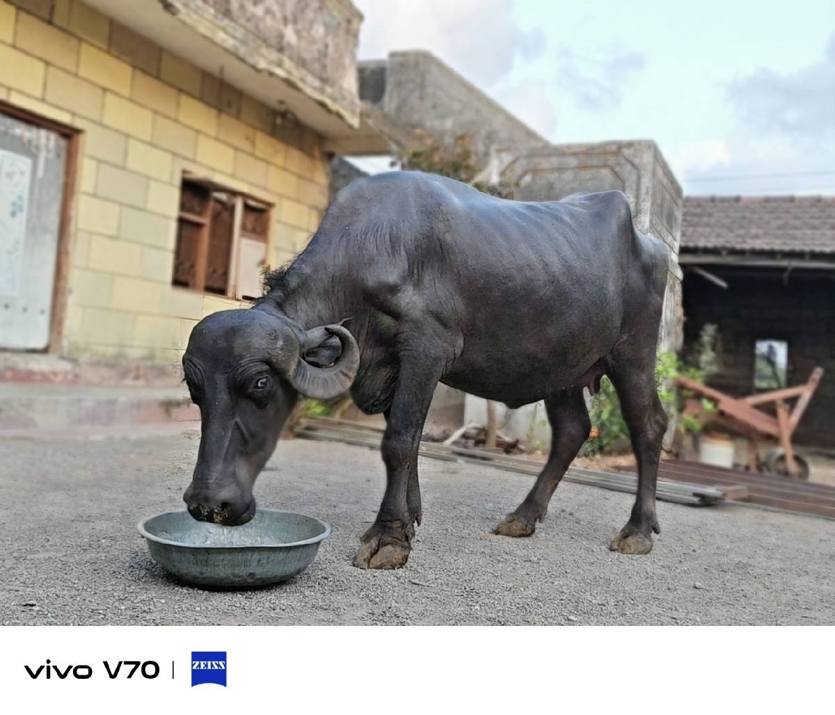 ભેસ વેસવાની  સે