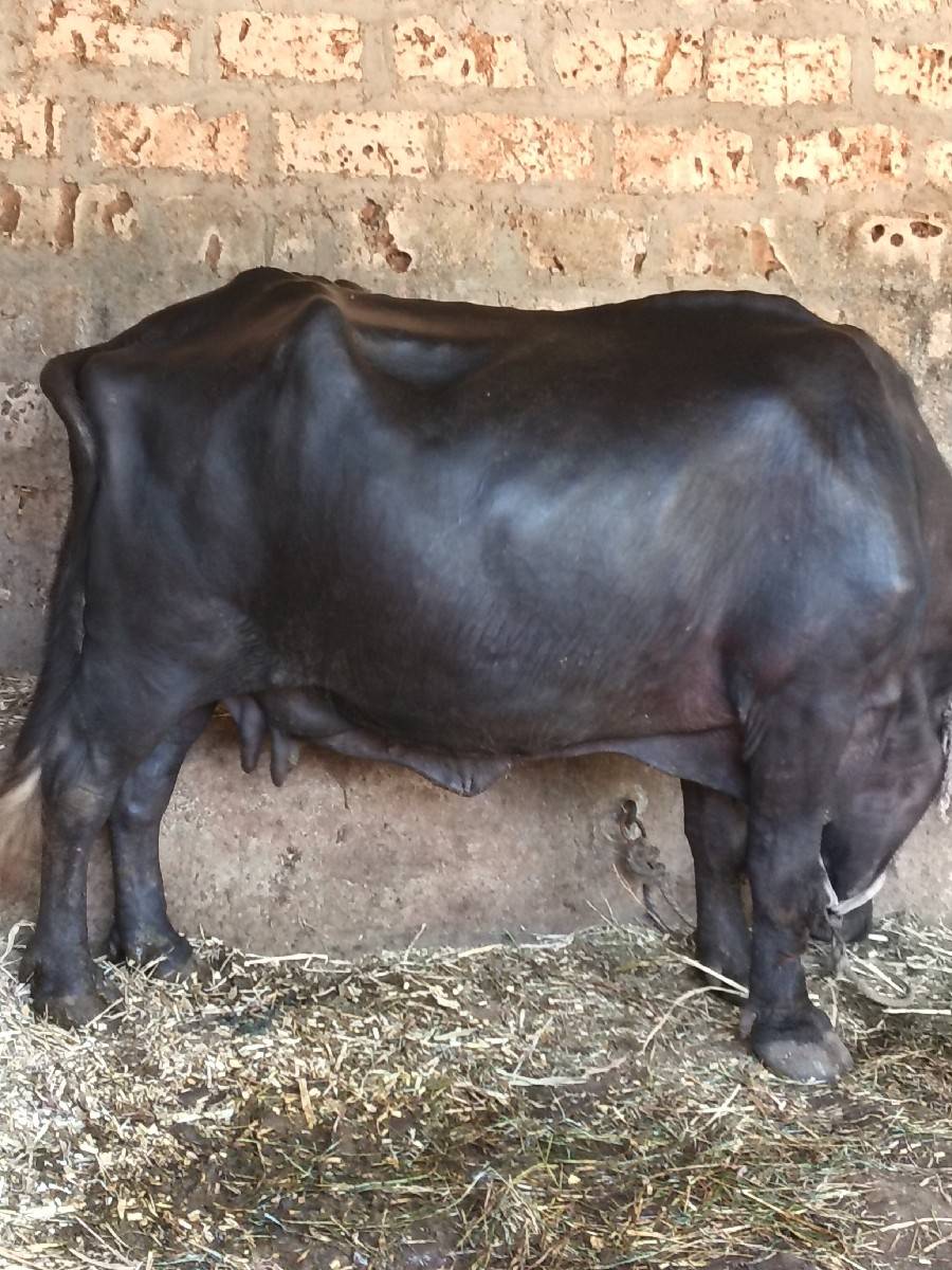 ભેંસ વેચવાની